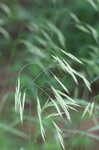 Hairy woodland brome